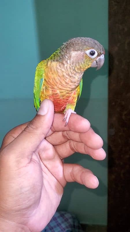 green cheek conure 3