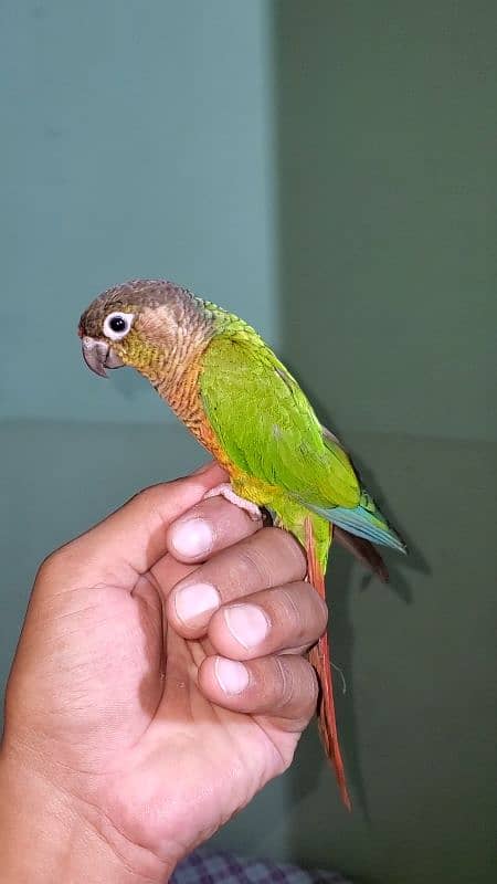 green cheek conure 4