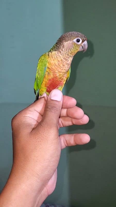 green cheek conure 5