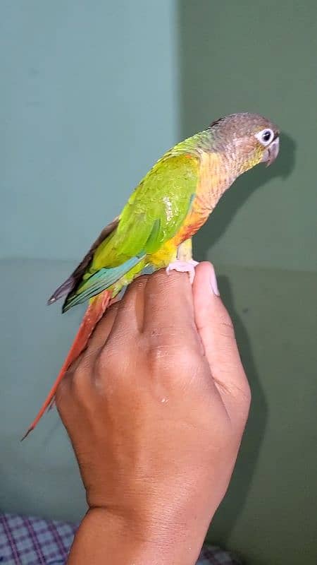 green cheek conure 6