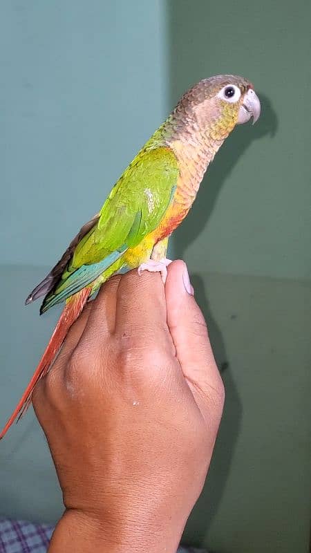 green cheek conure 7