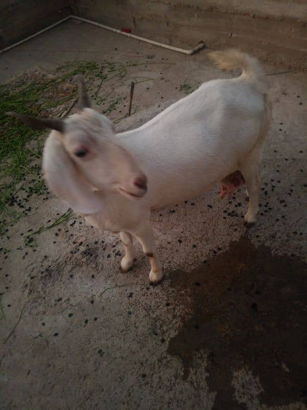 Bakri and little bakra 0