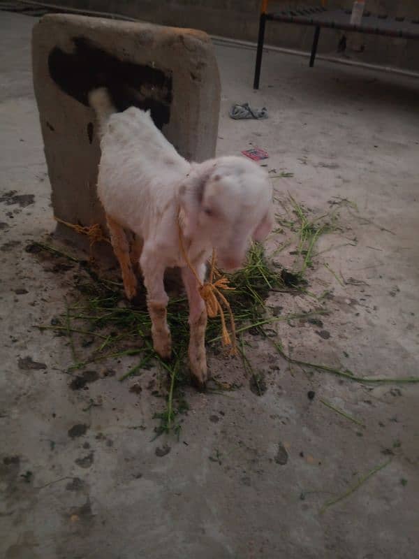 Bakri and little bakra 2