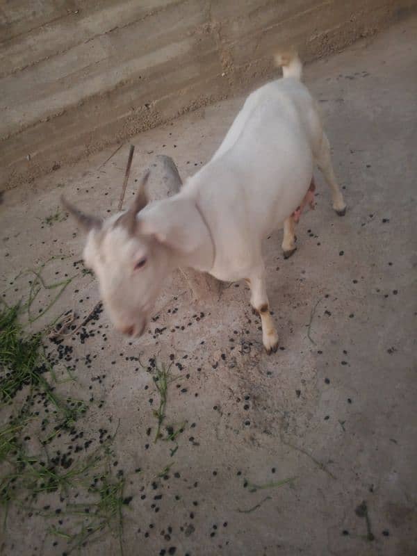 Bakri and little bakra 4