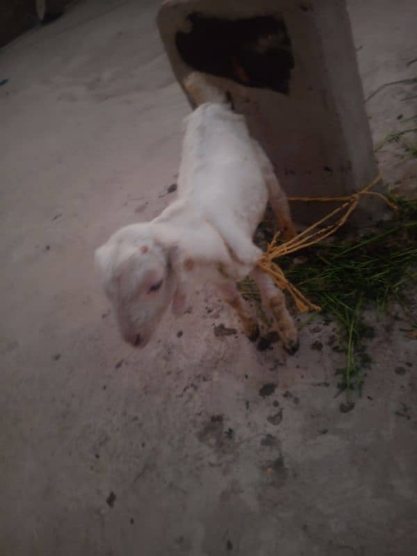 Bakri and little bakra 5