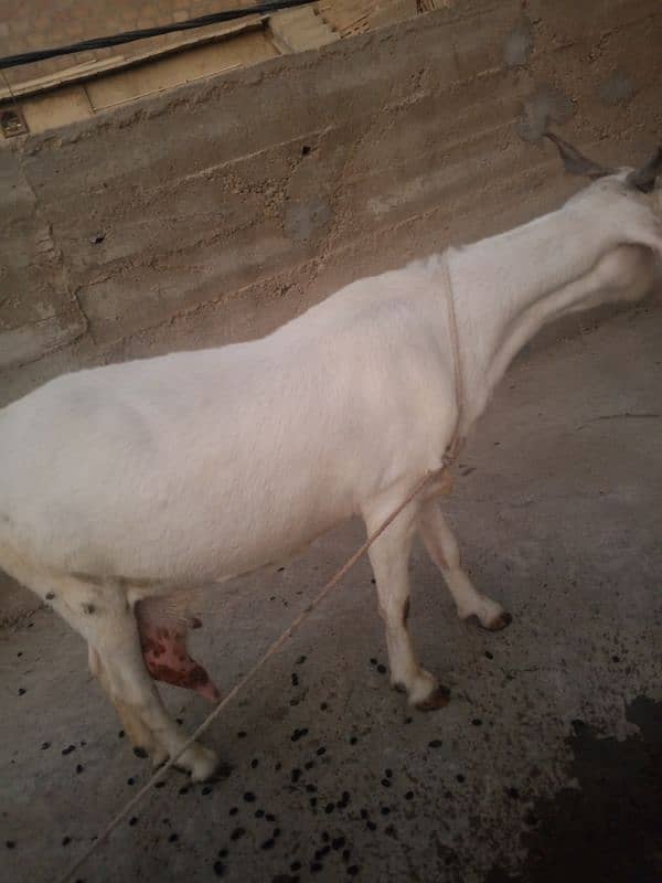 Bakri and little bakra 6