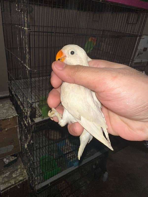 Love Birds/Castino/Strata off-line/Criminal/parrots/albino/bird 5