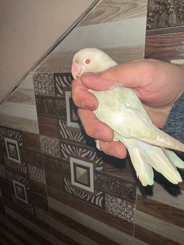 Love Birds/Castino/Strata off-line/Criminal/parrots/albino/bird 10