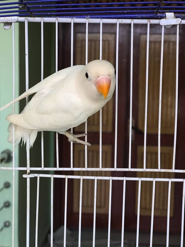 Ringneck Pair X Lovebird Pair 4 PORTION CAGE 1