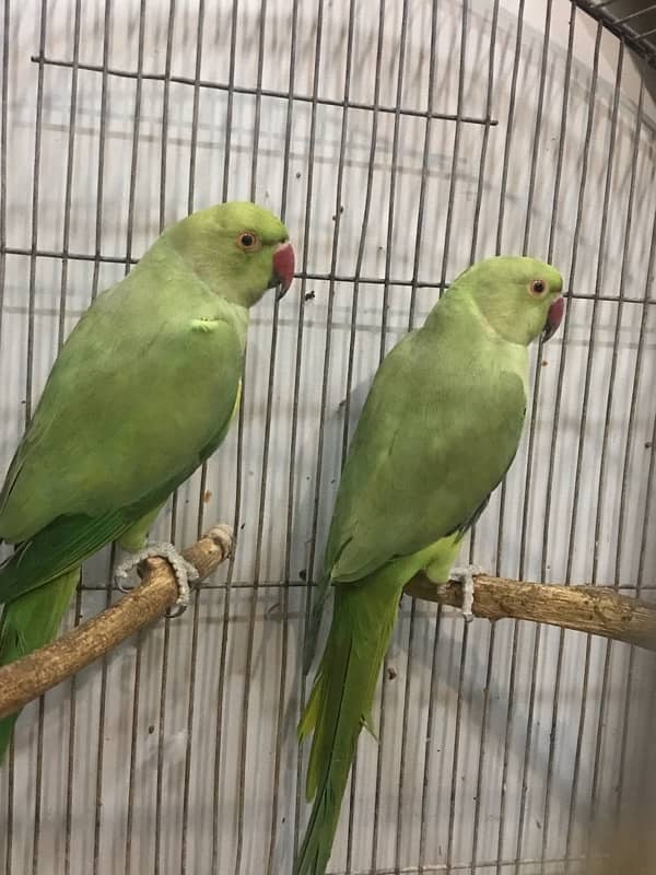 Ringneck Pair X Lovebird Pair 4 PORTION CAGE 2