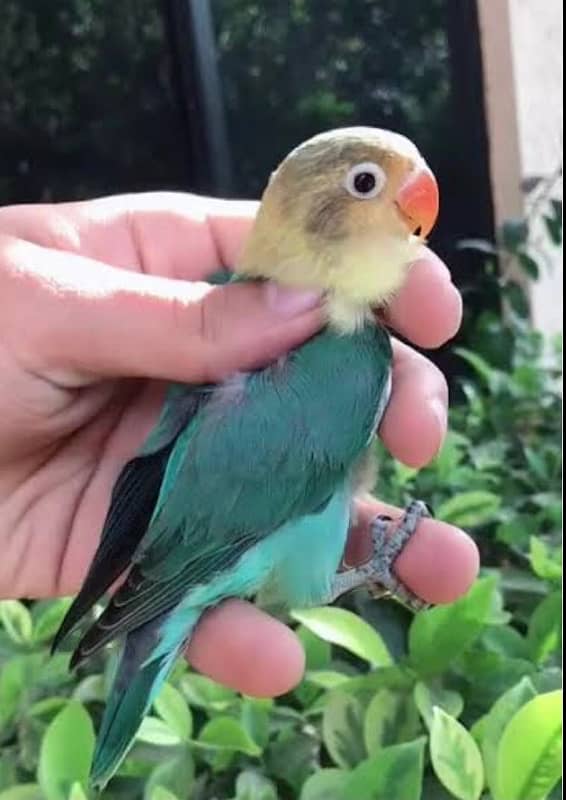 Ringneck Pair X Lovebird Pair 4 PORTION CAGE 3