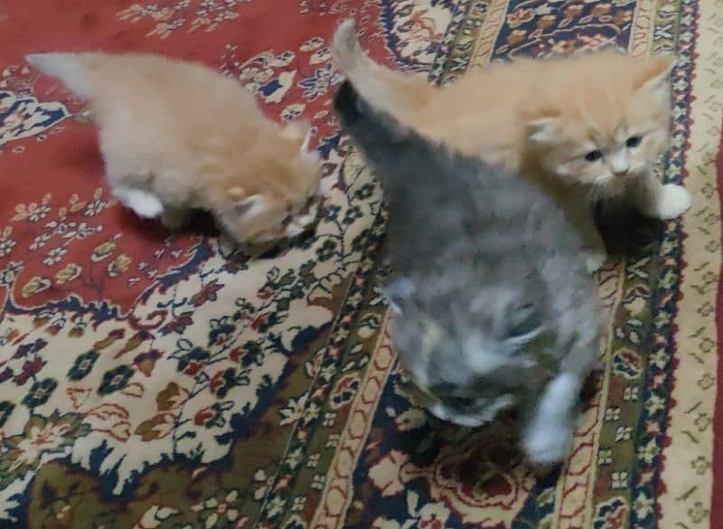 Fluffy Kittens, double Coat. 1