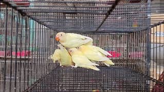 Albino red eye and cremino jumbo size pathy Available. . .