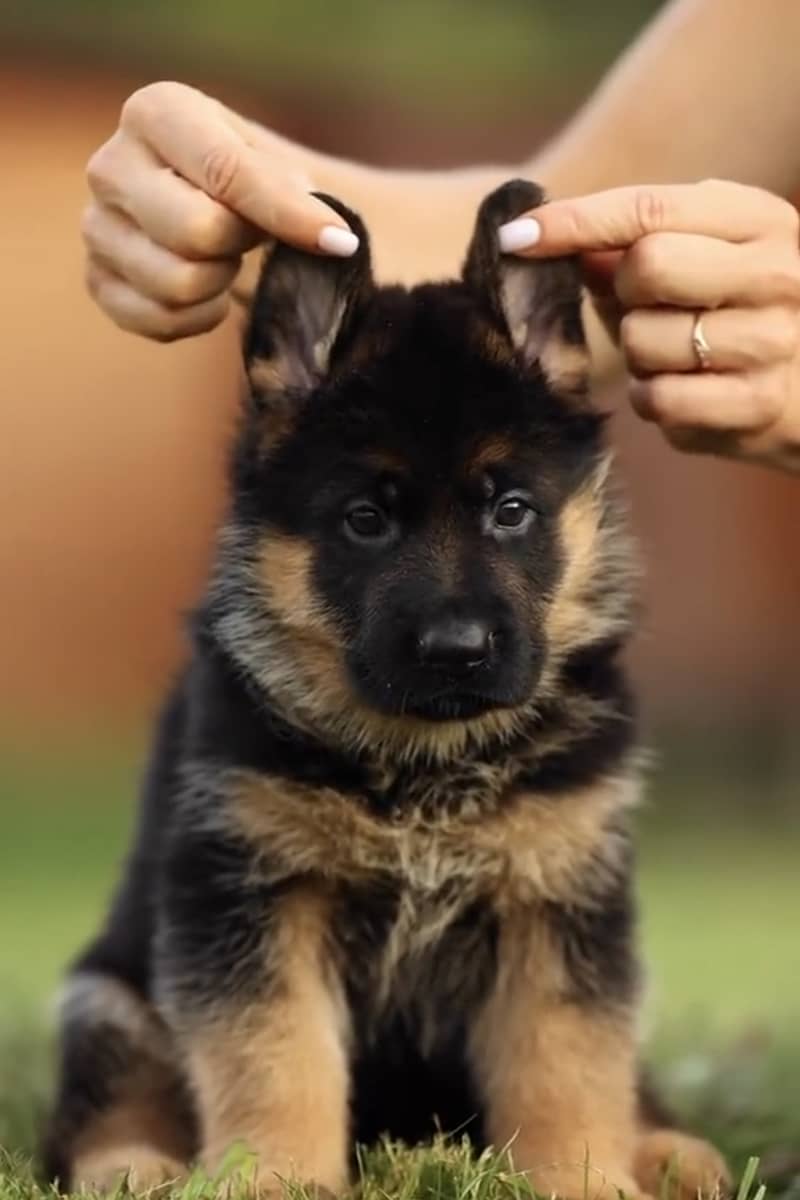 German Shepherd puppies, 03361777030 0