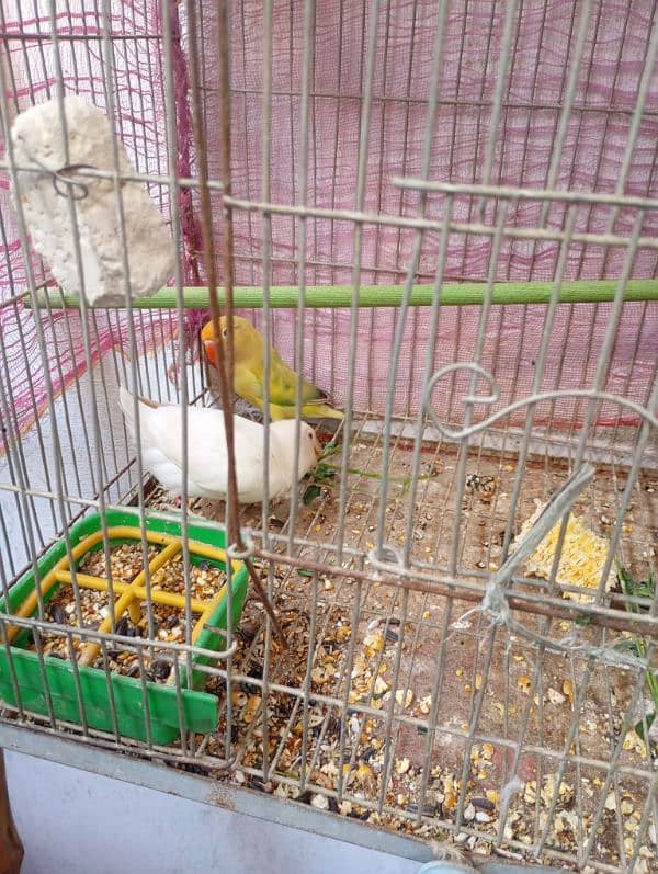 Creamino Female for sale 4