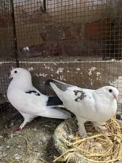 15 Pigeons For Sale