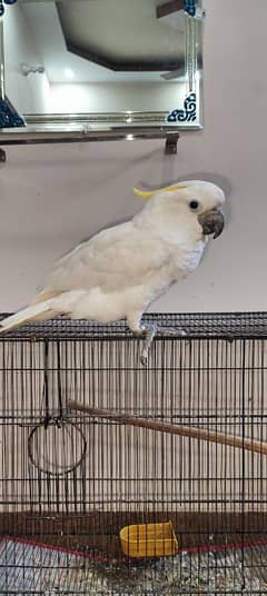 Tritron Cockatoo / Cockatoo / Parrots