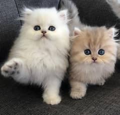 Persian kittens 03361777030