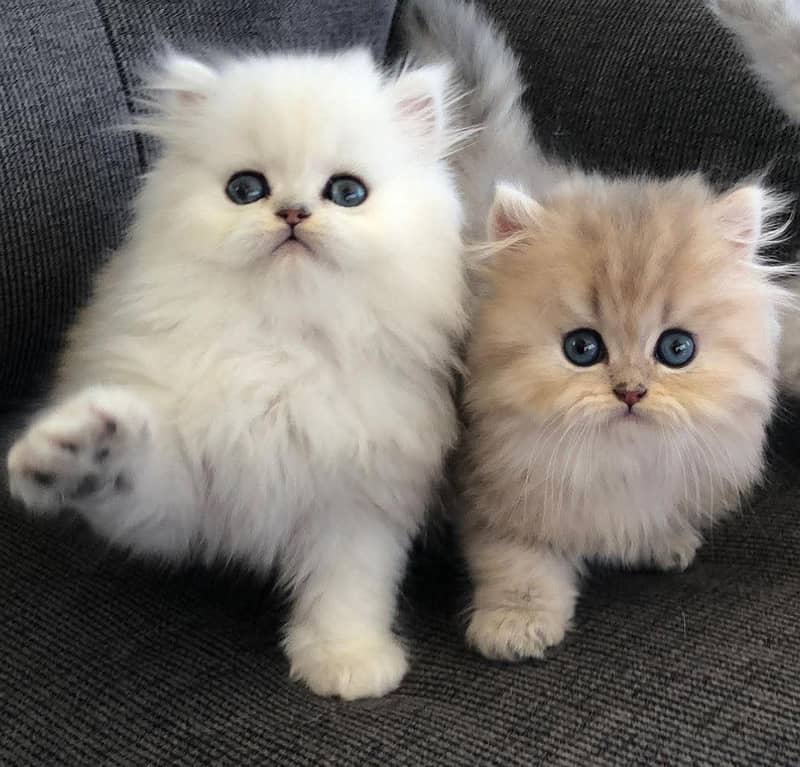 Persian kittens 03361777030 0