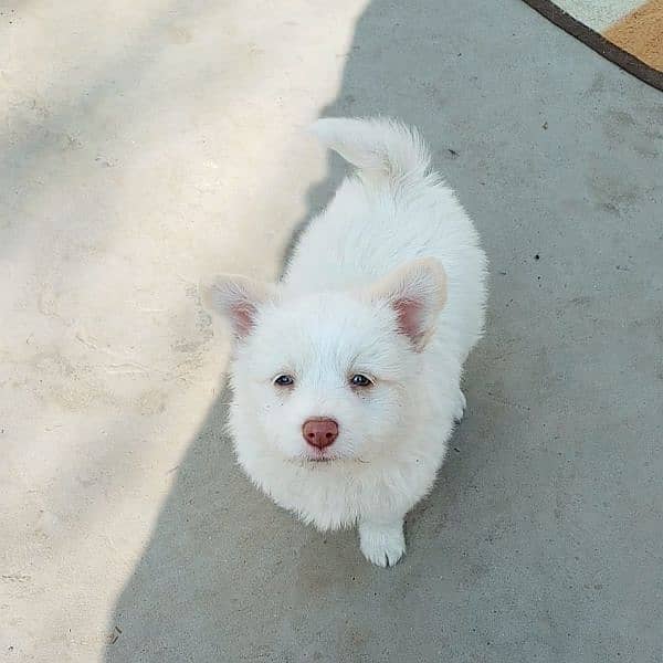 Russian Female Puppy Pink Nose 0