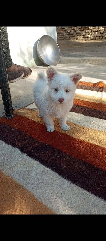 Russian Female Puppy Pink Nose 1