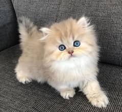 Persian kittens, 03361777030