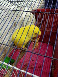 yellow Ringneck