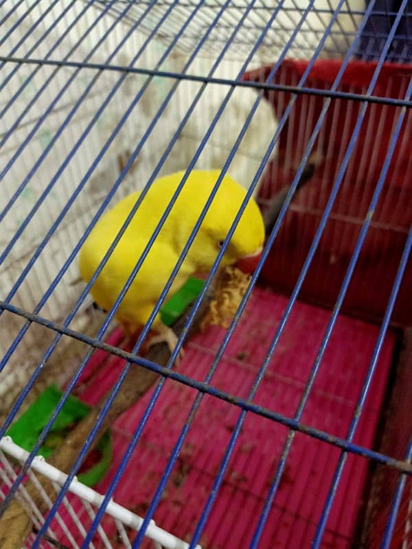 yellow Ringneck 1