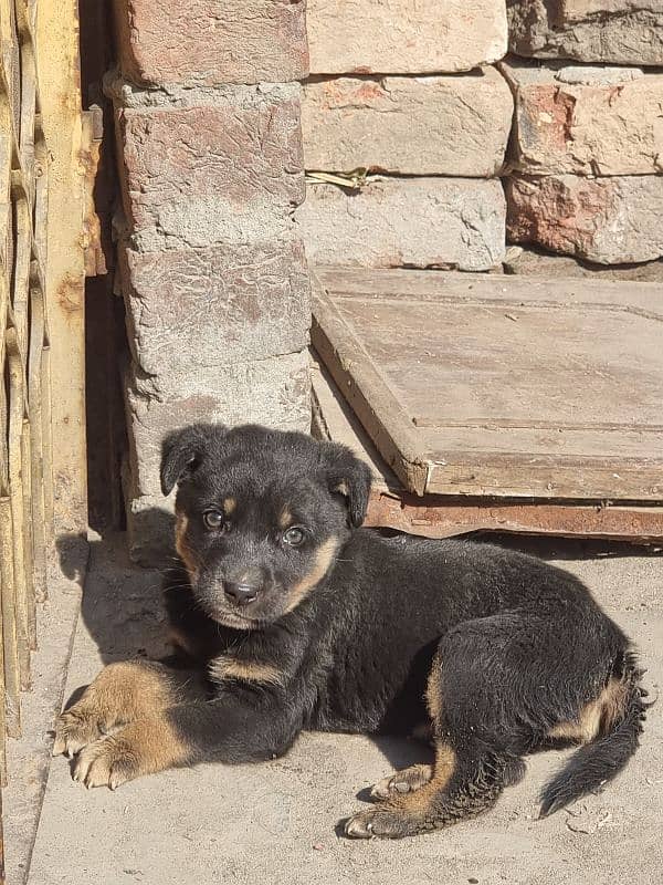 German shepherd puppy 0