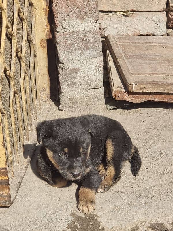 German shepherd puppy 1