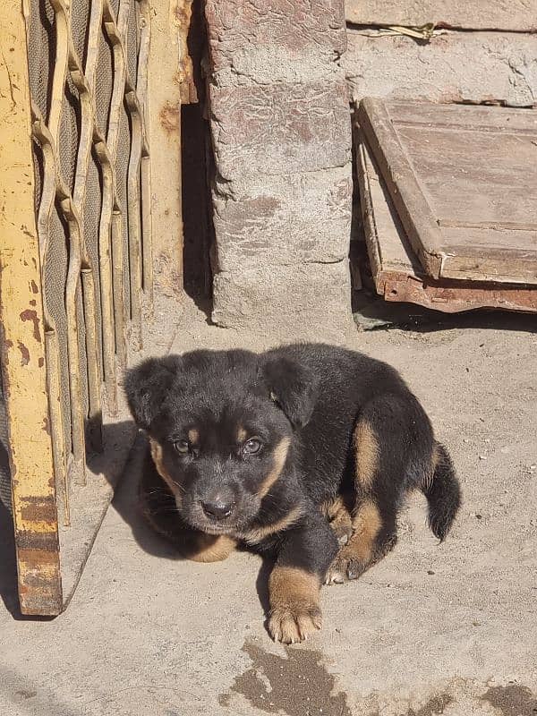 German shepherd puppy 2