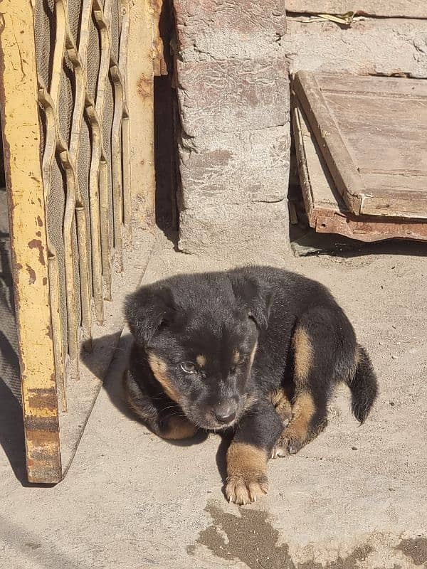 German shepherd puppy 3