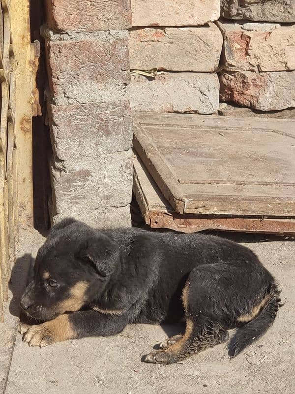 German shepherd puppy 4