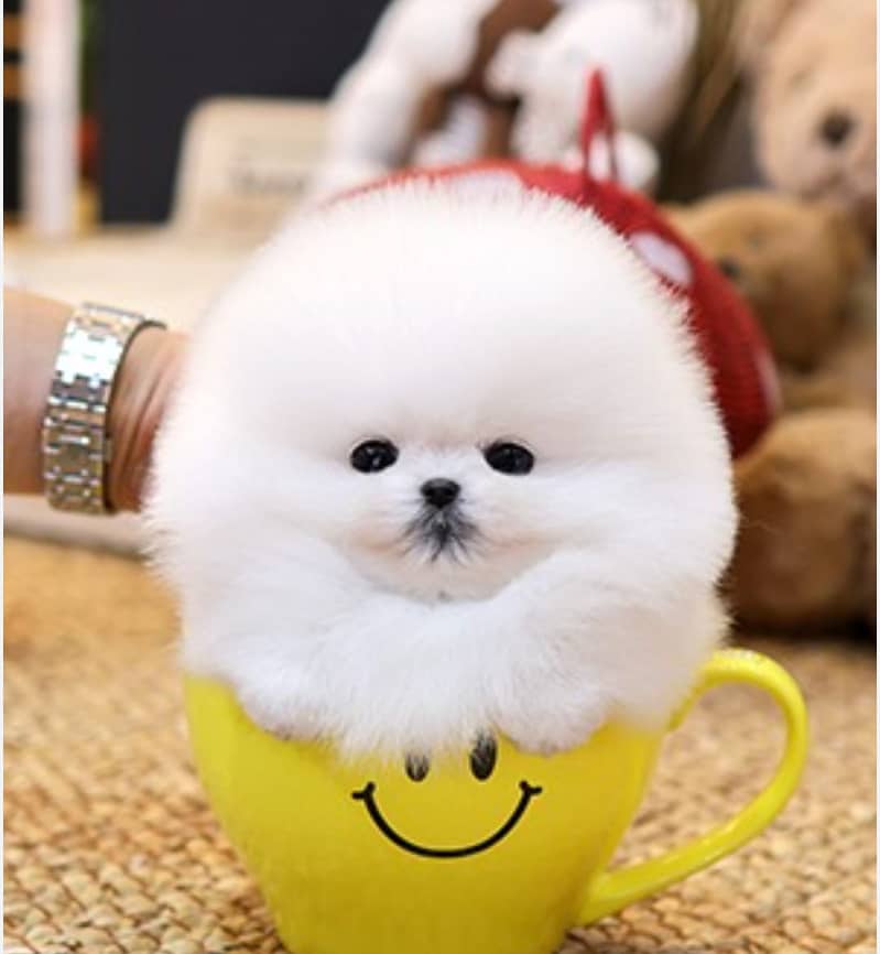 Tea cup pomeranian puppies | pomeranian puppies for Sale |03361777030 0