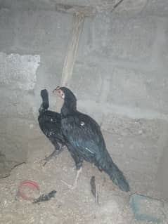 Aseel chicks pair