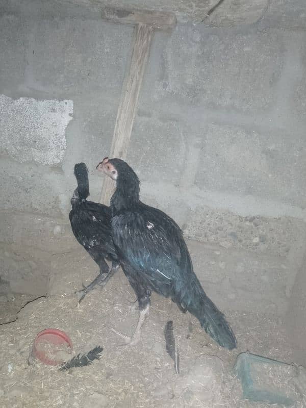 Aseel chicks pair 0