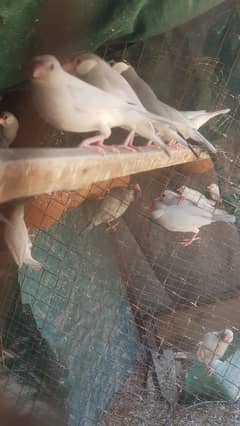 Java,silver,white,Finch,finches