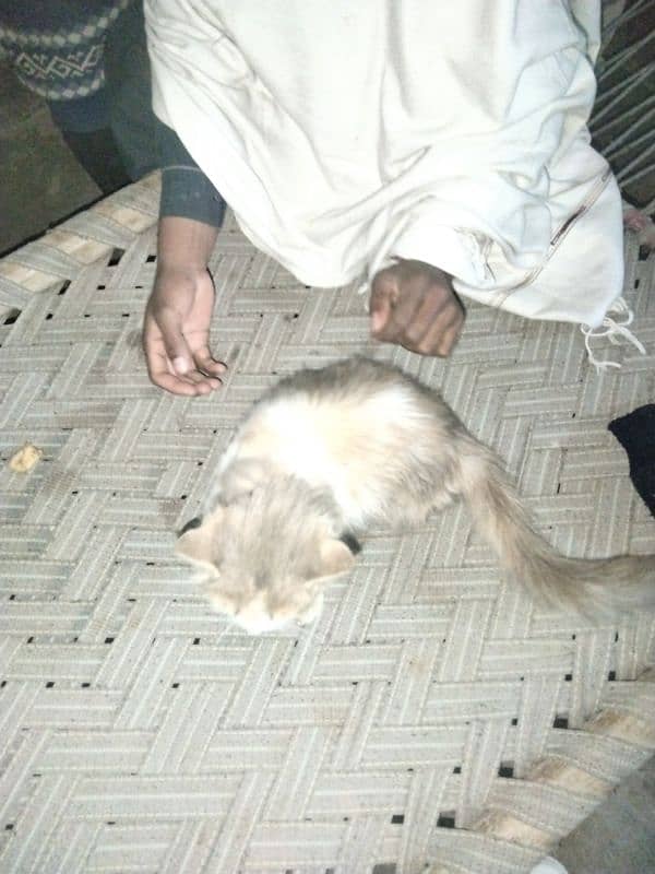 Russian cat for sale 2