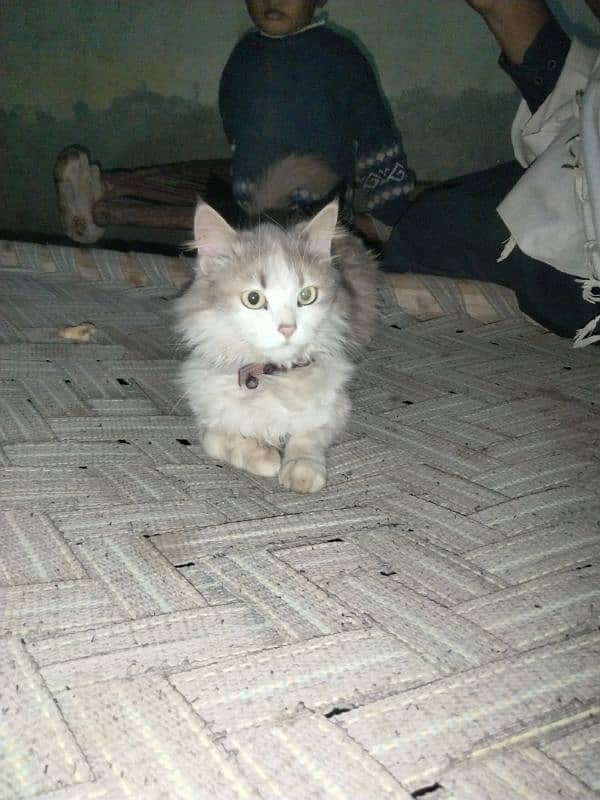 Russian cat for sale 3