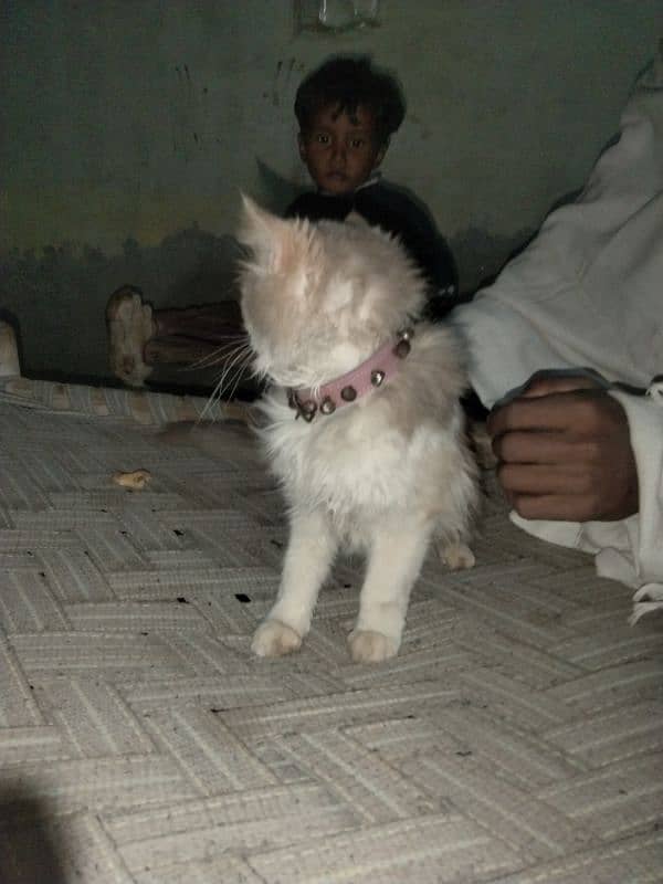 Russian cat for sale 4