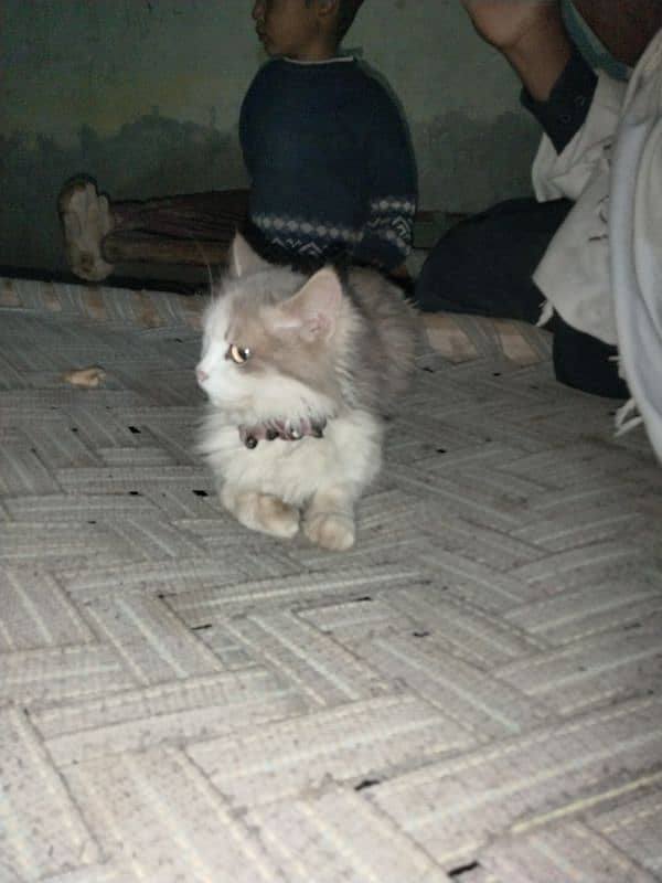 Russian cat for sale 5