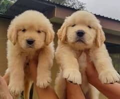 Golden Retriever Puppy | retriver Puppies For Sale | 03361777030