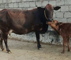 Cow/Buffalo/jarsi/fresh cow