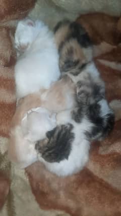 white Cate and 5 baby