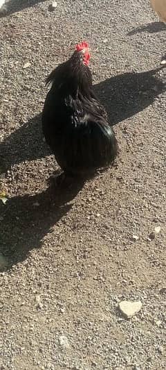 bantam