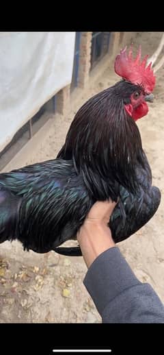 egg lain hens 3 male and 22 female  osterlorp plus desi breed