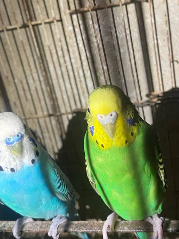 australian parrots 1