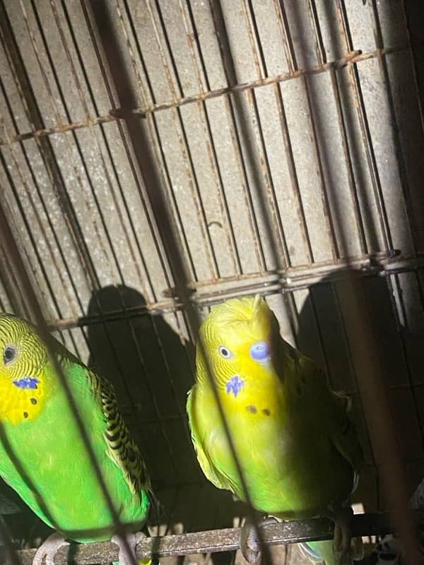 australian parrots 2