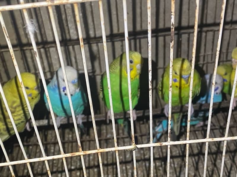 australian parrots 4