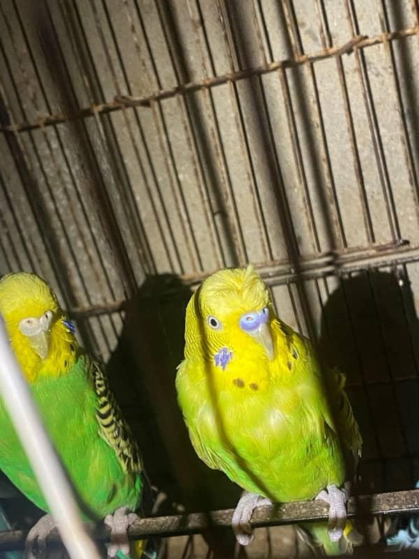 australian parrots 5